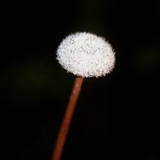 Image result for Eriocaulon abyssinicum