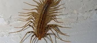Check spelling or type a new query. Do I Have House Centipedes Or Silverfish Abc Blog