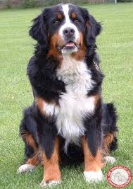 berner senne sennenhund hunde tiere