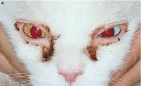 A cloudy eye can be a sign of several eye diseases in cats. Feline Ophthalmology Veterian Key