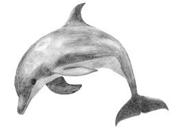 10 Reasons To Dive Riviera Maya Mexico Dolphin Drawing Dolphins Realistic Drawings