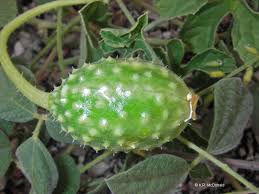 Image result for Cucumis anguria