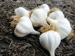 How do you know when garlic is ready to pick? The Trick Of Knowing When To Harvest Garlic Garden Betty