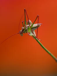 About Wild Animals Amazing Facts About Grasshoppers Grasshopper Animals Animals Wild