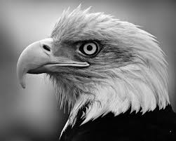 Bald Eagle Black And White Drawing Pix For Gt Black And White Eagle Photography Eagle Painting Eagle Bald Eagle