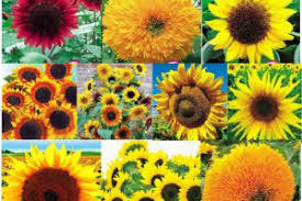 Bunga matahari lebih cocok pada tanah yang sedikit asam sampai sedikit basa dengan ph antara 6,0 dan 7,5. Jenis Bunga Matahari Tercantik Lengkap Dengan Manfaatnya