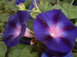 Image result for Ipomoea violacea