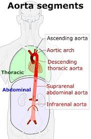 aorta wikipedia