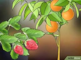 9 cara menanam buah melon di dalam pot (panduan lengkap) buah melon atau yang biasa dikenal dalam bahasa latin dengan cucumis melo l. Cara Menanam Pohon Buah Dalam Pot 10 Langkah Dengan Gambar