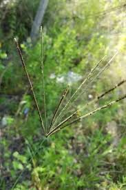 Image result for Eustachys paspaloides