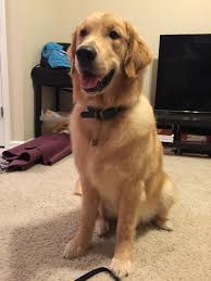 We have three males and four females golden retriever puppies for sale. Golden Retriever Dog Shipping Rates Services