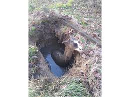Llama On The Loose For Almost A Year Rescued From Alabama Septic Tank Ditch Al Com