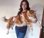 Maine Ideal Cat Breeders USA