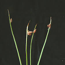 Image result for Schoenoplectus sp.no.3