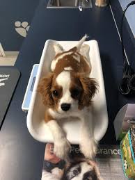Cavalier King Charles Cinsi Yavru Buyuturken Bilinmesi Gerekenler