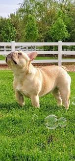 We are a loving and passionate home based breeder in colorado. High Altitude Frenchies Home
