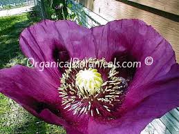 Poppy seed is likely safe for most adults. Persian Blue Papaver Somniferum Poppy Seeds Organical Botanicals