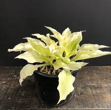 Image result for Hosta White Feather