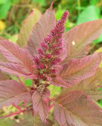 Image result for Amaranthus hybridus