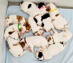 Trinity Boarding, Breeding and Grooming updated their cover photo.