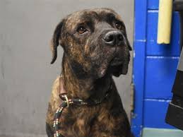 Safe 2 28 19 Hello My Name Is Mystic My Animal Id Is 54769 I Am A Female Brown Brindle Dog At The Brooklyn Anim Dog Care Center Dog Care Dogs