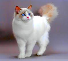 Funny cat images funny cat pictures funny cats funny humor baby kittens kittens cutest cats this beautiful turkish angora has the most gorgeous blue eyes i've ever seen. Lovely Kitty Adorable Kitty Lovely Fluffy White Cat Blue Eyes Sweet Hd Wallpaper Peakpx