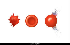 Solved En Pgup Rrc Go % Salt Sc % H2O Red Blood Problems 1 A | Chegg.Com