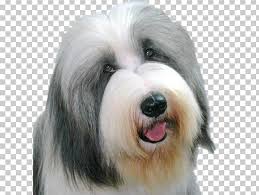 This dog has a long, shaggy coat with hair that falls over its eyes, not unlike the old english sheepdog. Sapsali Old English Sheepdog Tibetan Terrier Polish Lowland Sheepdog Bearded Collie Png Clipart Ancient Dog Breeds