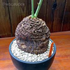 Image result for Neorautanenia mitis