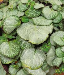 Image result for Plectranthus alboviolaceus