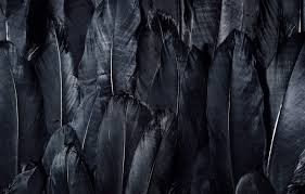 You can also upload and share your favorite cool 4k wallpapers. Wallpaper Dark Black Feathers Textures Black Wallpaper 4k Ultra Hd Background Black Feathers Images For Desktop Section Tekstury Download