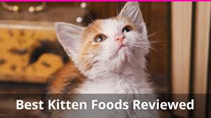 What are the best brand names in cat food? Best Kitten Food For Healthy Baby Cats Reviews Of Top Wet Dry Brands