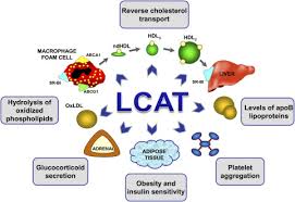 People can have different responses to the same medicine, so your results may vary. Lecithin Cholesterol Acyltransferase Old Friend Or Foe In Atherosclerosis Journal Of Lipid Research