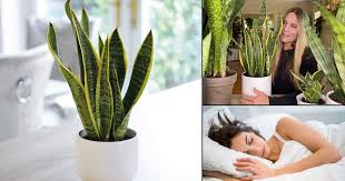 Nevertheless, for their good health, water your snake plant weekly in summer and once or twice a month in winter. 9 Incredible Benefits Of Snake Plant Snake Plant Benefits