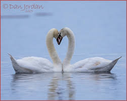 Darlene Ann Brown, 78, Wellsville