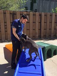 You can even request information on how much does elmhurst animal care center pay if you want to. Why Doggie Day Care Elmhurst Animal Care Center Elmhurst Il Elmhurst Animal Care Center Elmhurst Il
