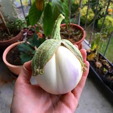 Mein Ganzer Stolz Ich Habe Heute Meine Erste Und Einzige Aubergine Von Meinem Balkon Geerntet Bei Dieser Sorte Versteht Man Au Gartentipps Bio Saatgut Garten