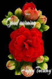 Pin By Maria Natera On Blessings Flowers Beautiful Rose Flowers Amazing Flowers