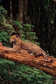 Just like most animal tattoos, panther tattoo meanings are based on the personal traits and characteristics of the panther, a skilled, fierce, and powerful animal, the top predator in the jungle. Jaguar The Animal With Strength Elegance Bravery And Royalty