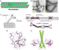 Nastya and a family trip to her grandmother. Internal Dynamics Of Dynactin Cap Gly Is Regulated By Microtubules And Plus End Tracking Protein Eb1 Journal Of Biological Chemistry