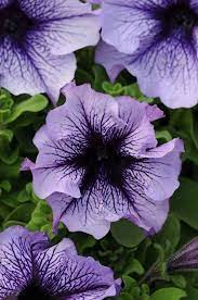 1 000 Bulk Pelleted Petunia Seeds Daddy Blue Petunia Flower Petunias Bonsai Flower