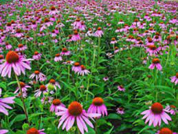 Is rudbeckia the same as black eyed susan? What Is Eating My Coneflower S Petals Horticulture