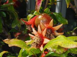 Image result for Punicaceae