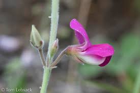 Image result for Tephrosia meisneri