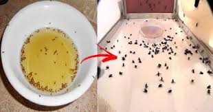 Fique Livre Das Moscas E Mosquitos 6 Truques Caseiros Simples E Faceis De Fazer Mosquitos Mosquitos Na Cozinha Afastar Mosca