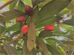 Image result for Englerophytum natalense