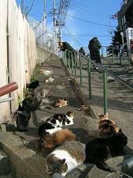Cat Island Continues To Bring Good Fortune Earth In Transition Cat Island Cat Island Japan World Cat