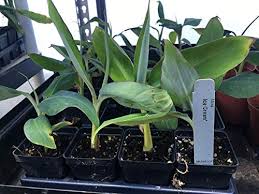 Blue java bananas themselves are fluffier and creamier than your typical banana and you can find them growing in hawaii blue java bananas are a type of banana cultivar known for its unique flavor and appearance. Musa Ice Cream Blue Java Live Banana Plant Fruit Tree Buy Online In Turkey At Turkey Desertcart Com Productid 93497906