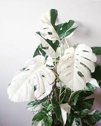A White Monstera Where I Need One Cool Plants Plants Indoor Plants