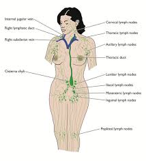 UNDERSTANDING YOUR LYMPHATIC SYSTEM | 5election - The International  Coolhunting Magazine